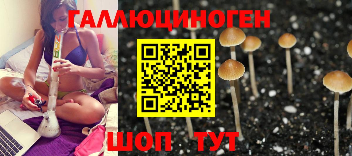 Елизово  Псилоцибиновые грибы мицелий  Вход с VPN 